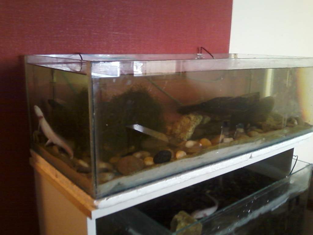 Edward (leucistic) and Bella (wild) getting acquainted with their new tank set up