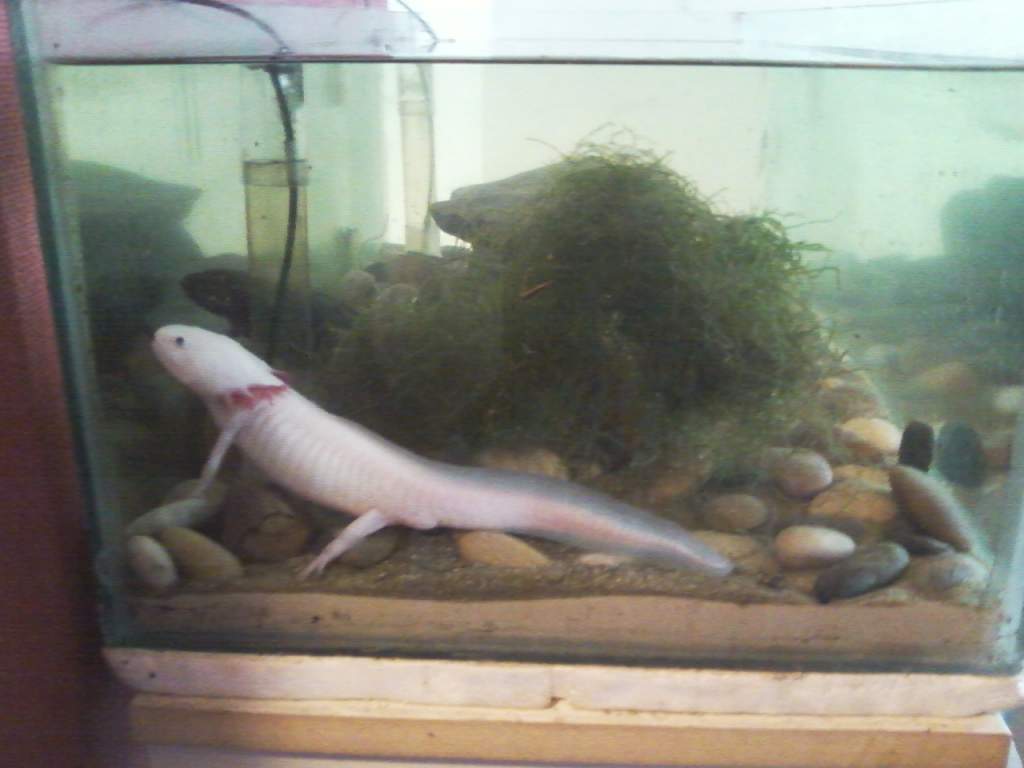 Edward (leucistic) and Bella (wild) with their new sandy set up