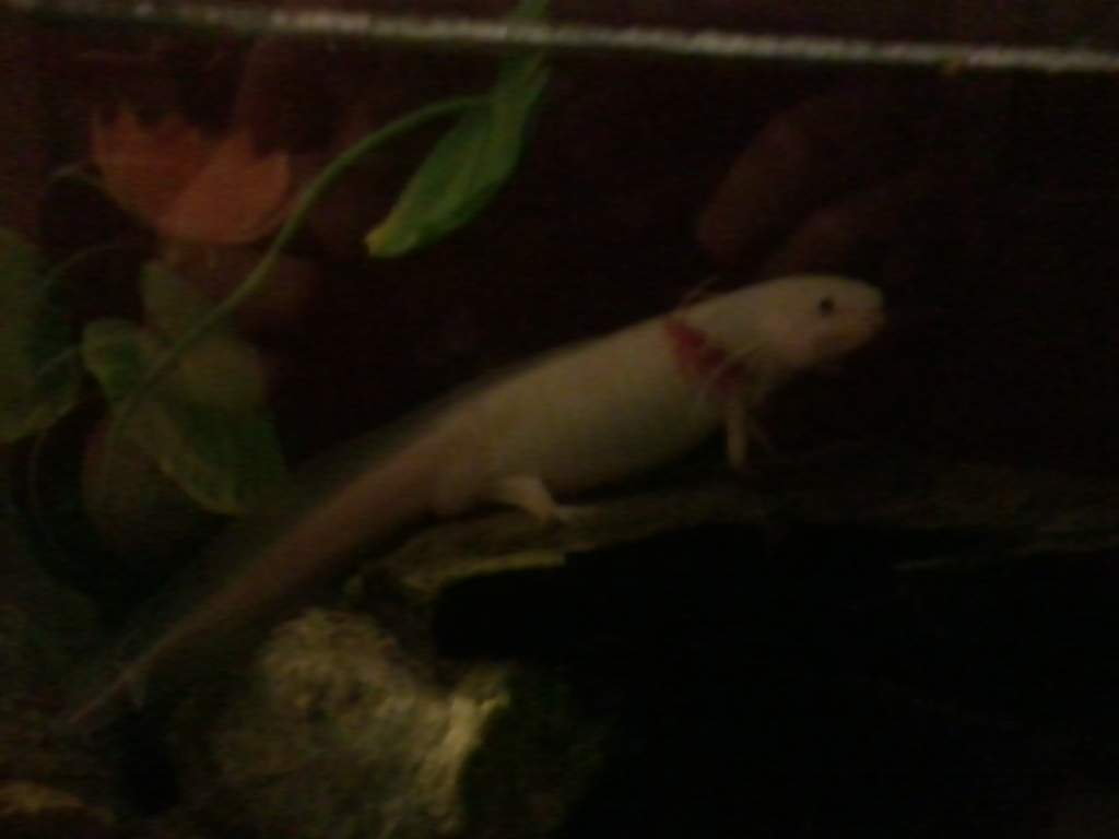 Edward the poser