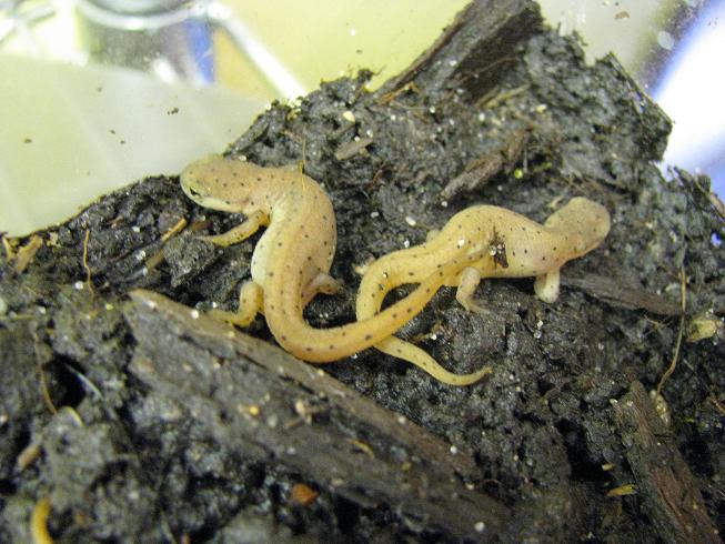 Efts