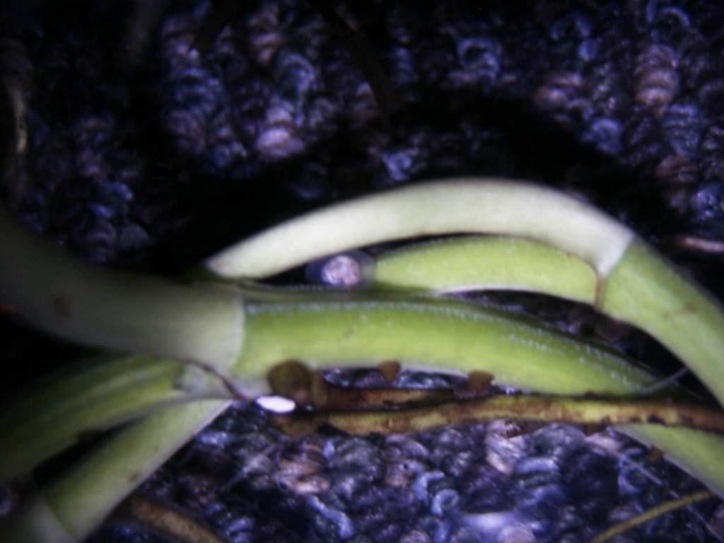Egg 1