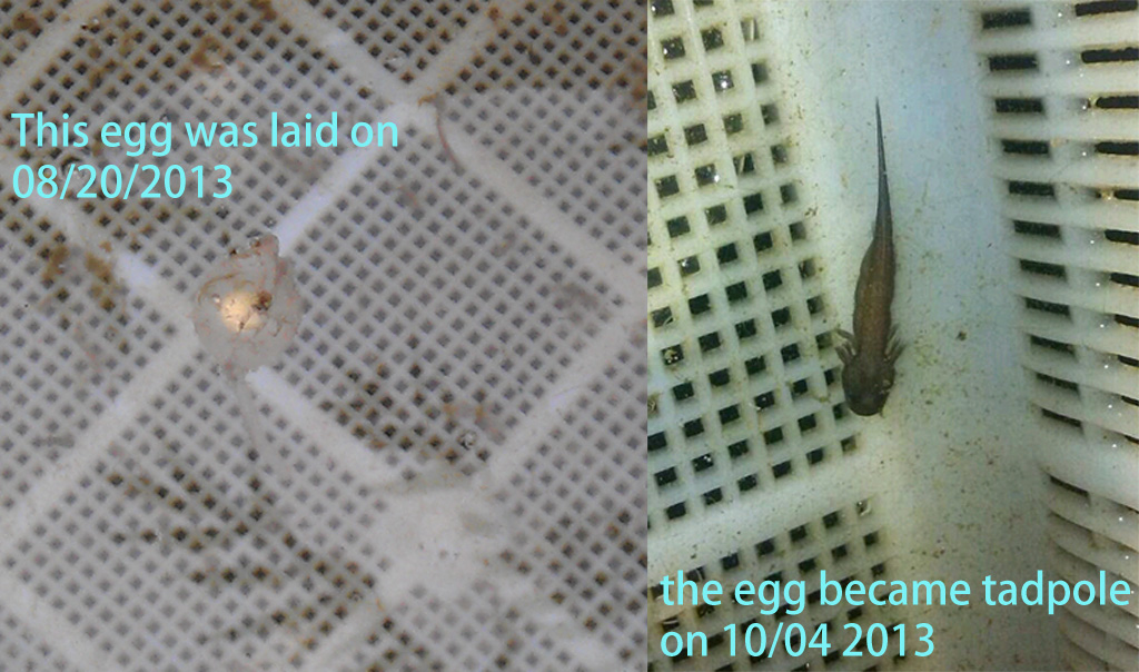 egg 2 tadpole