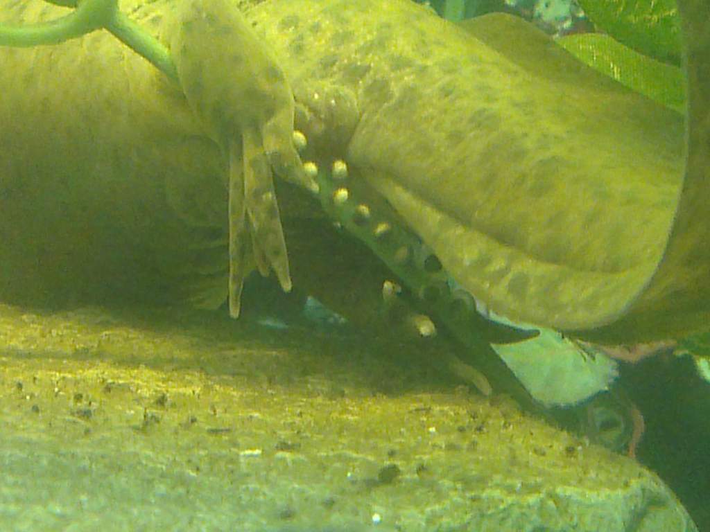 Egg laying in process.....holding onto the plant with one rear foot whilst attaching the eggs the other.