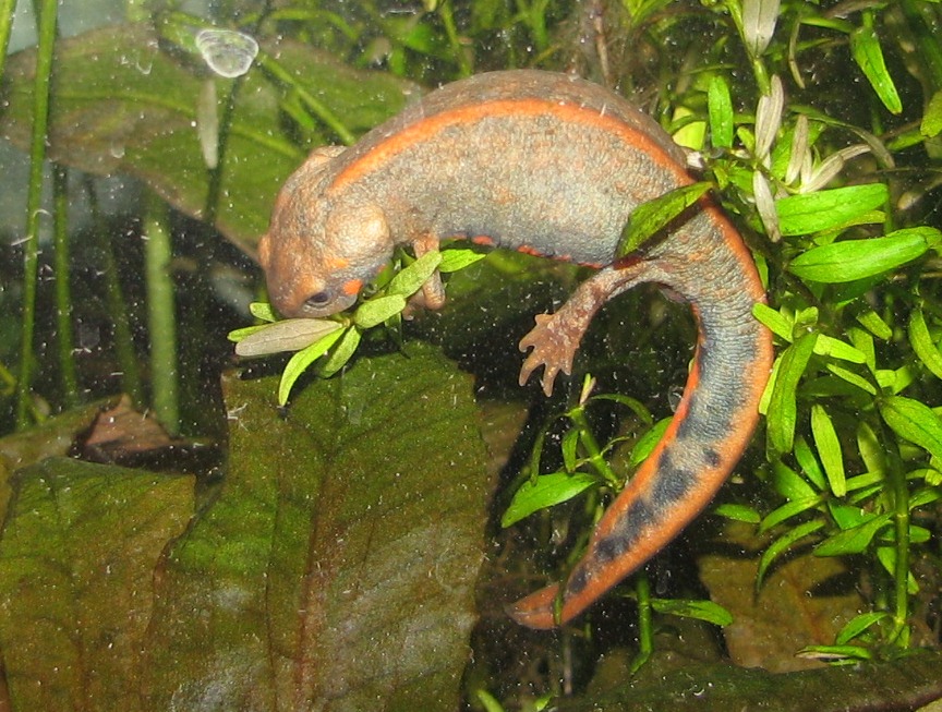 egg-thieving  female