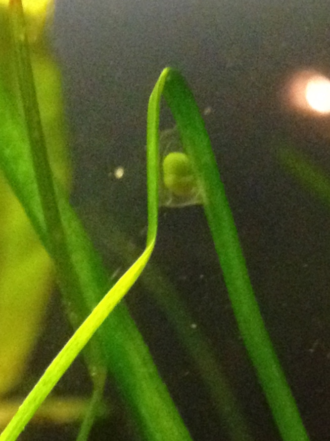 egg