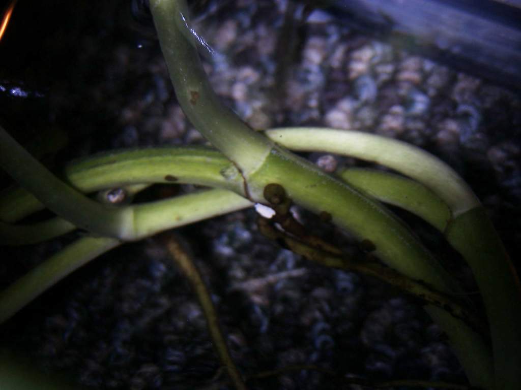 eggs 1 and 2