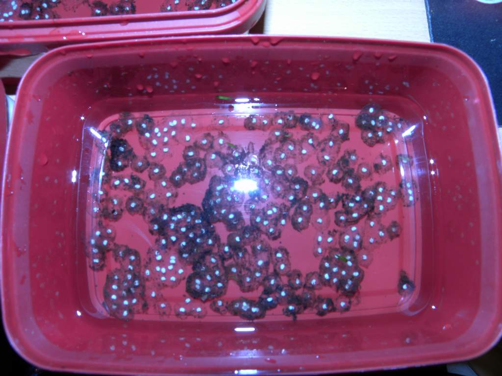 eggs 2