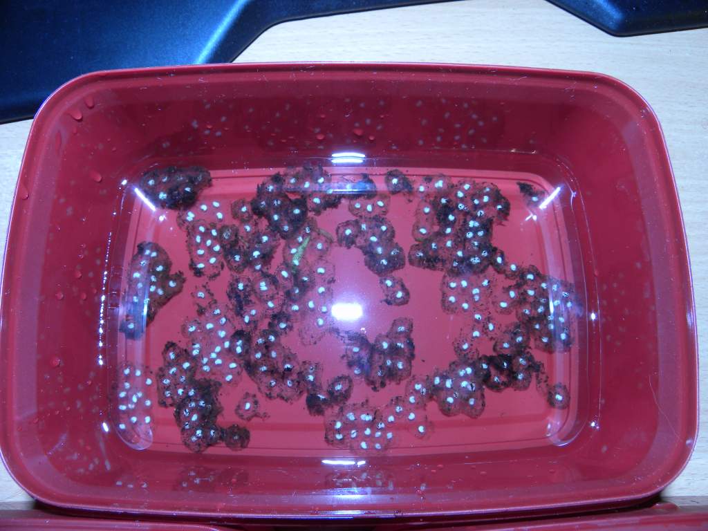 eggs 3
