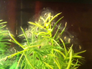 eggs in plants