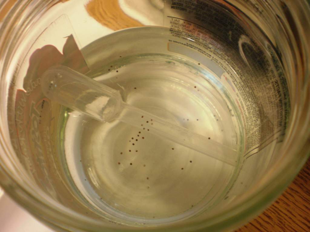 eggs right after being laid