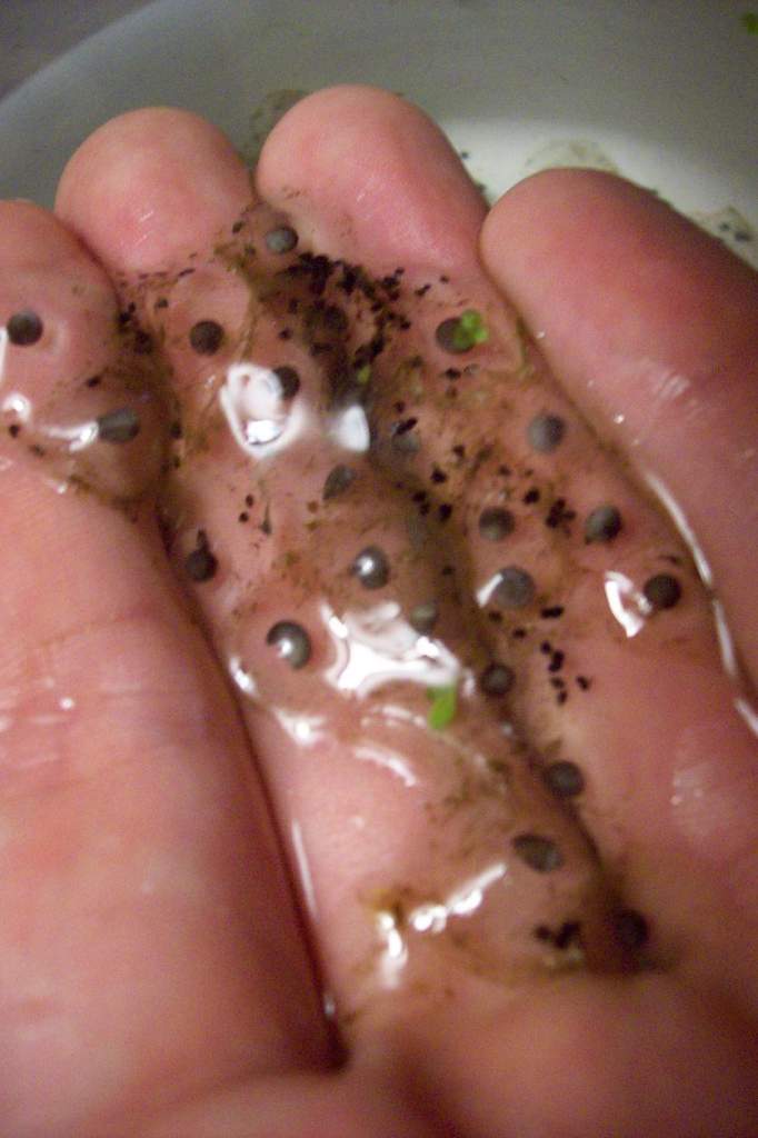 eggs