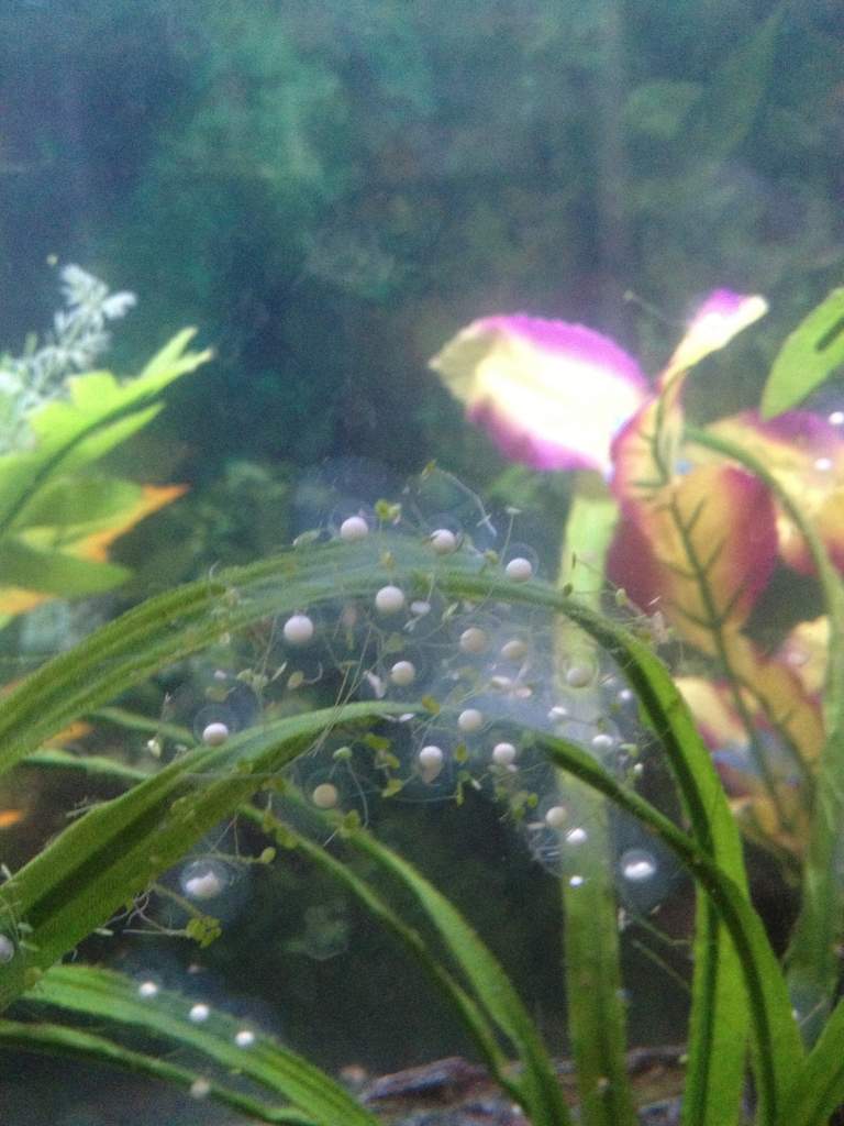 Eggs