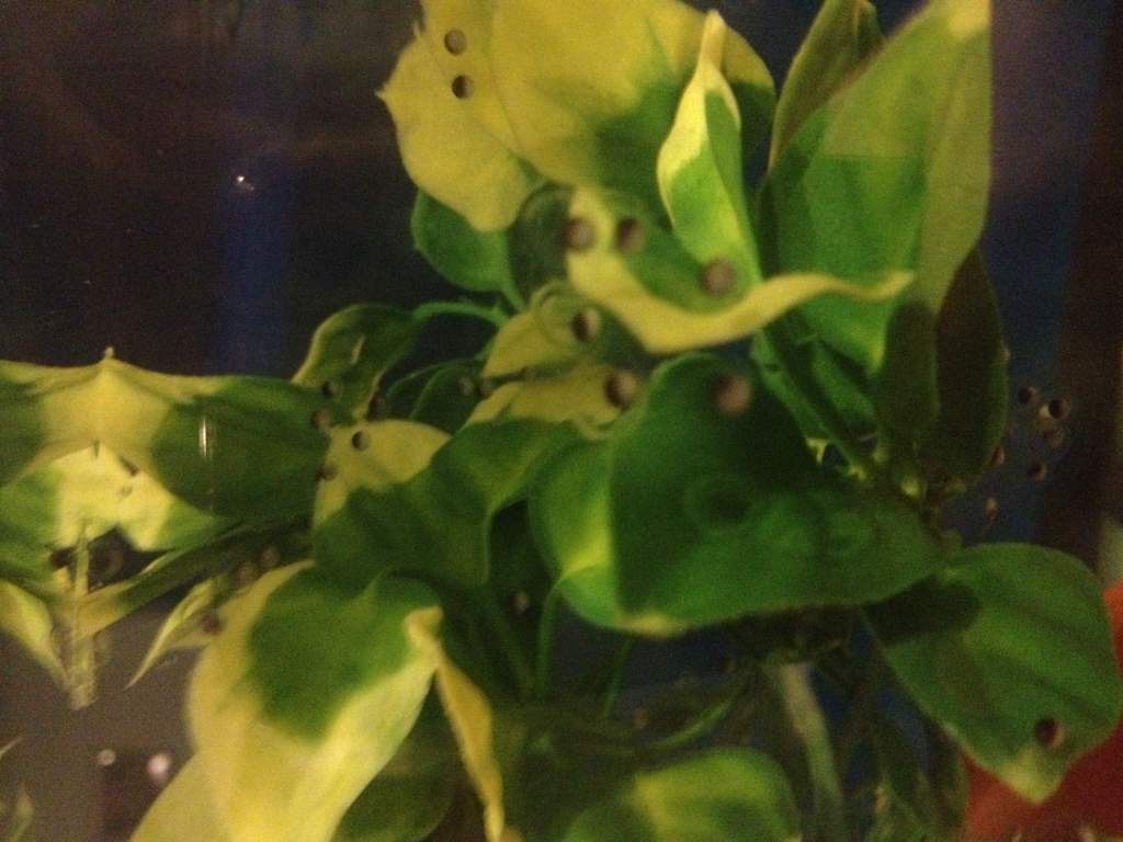 Eggs