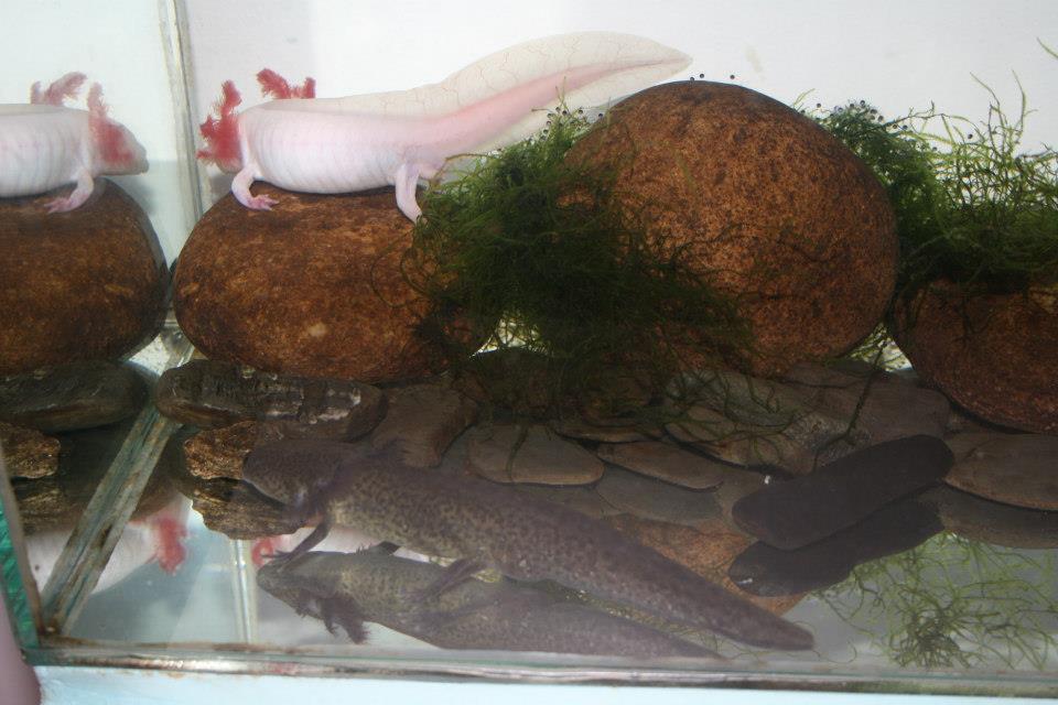 eggs