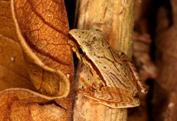 Eleutherodactylus noblei - Noble's Rainfrog