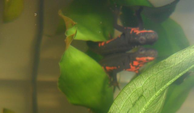 elton on a leaf. reflection above