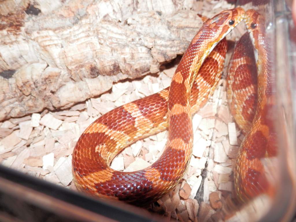 Ember, Carolina corn :)