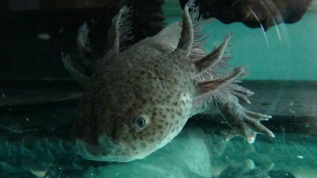 Embry leaning. She has big, beautiful gills and the most gorgeous white and black speckled tummy.
