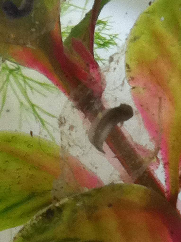 embryo in day 12
