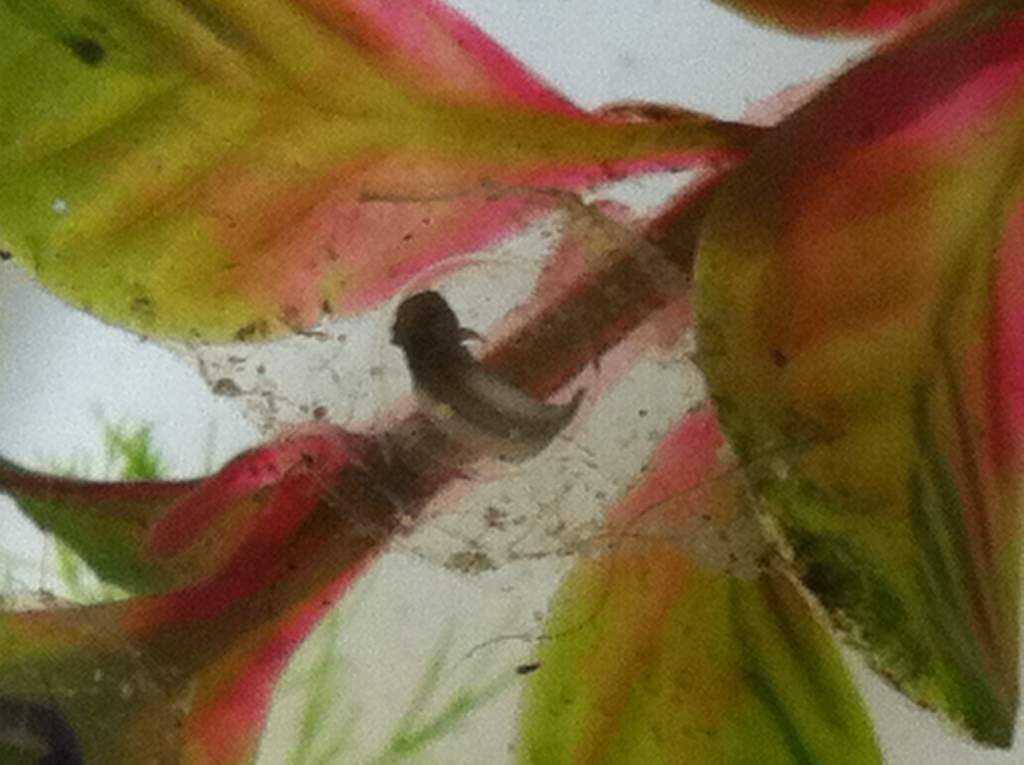 embryo in day 12