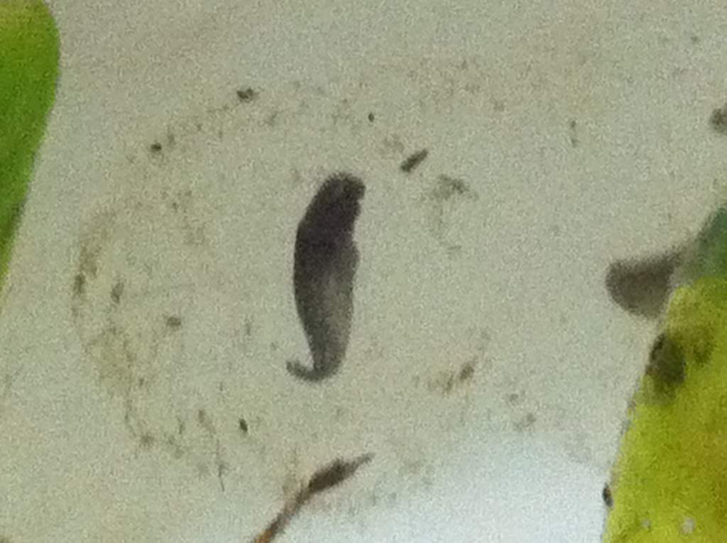 embryo in day 7-8
