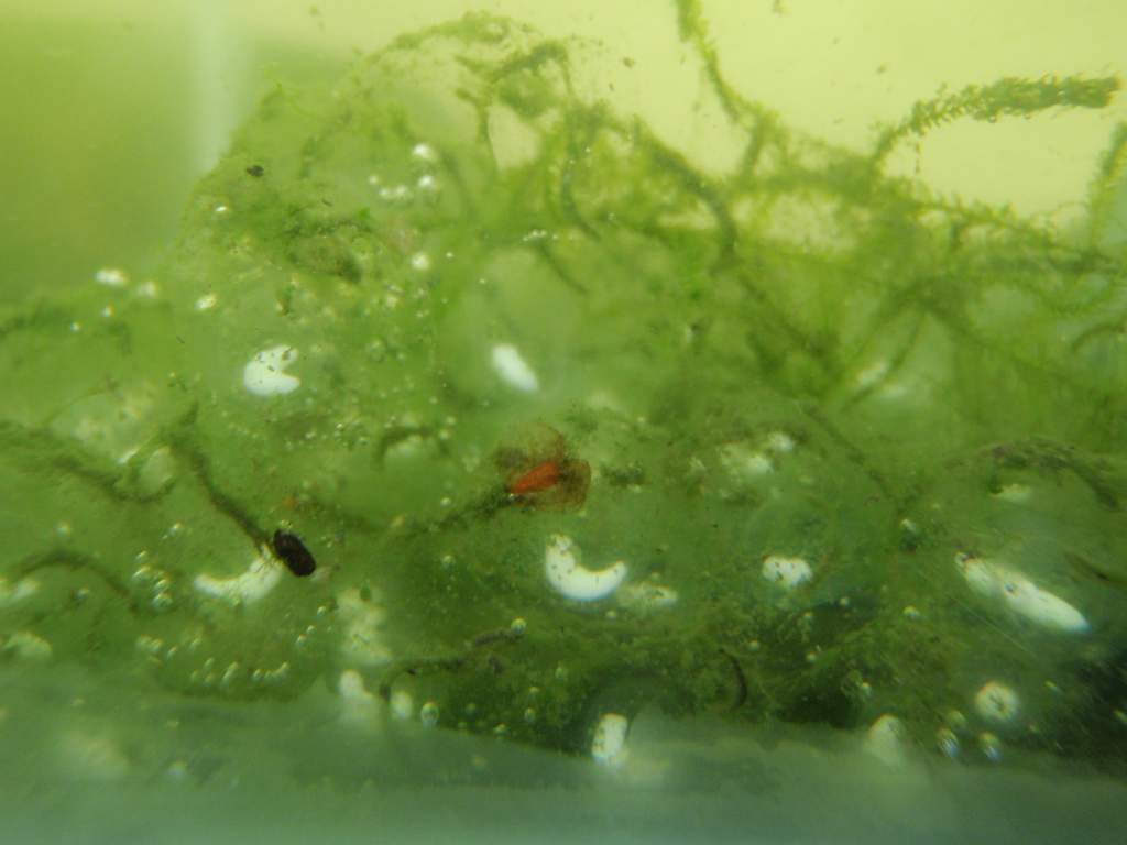 embryos growing