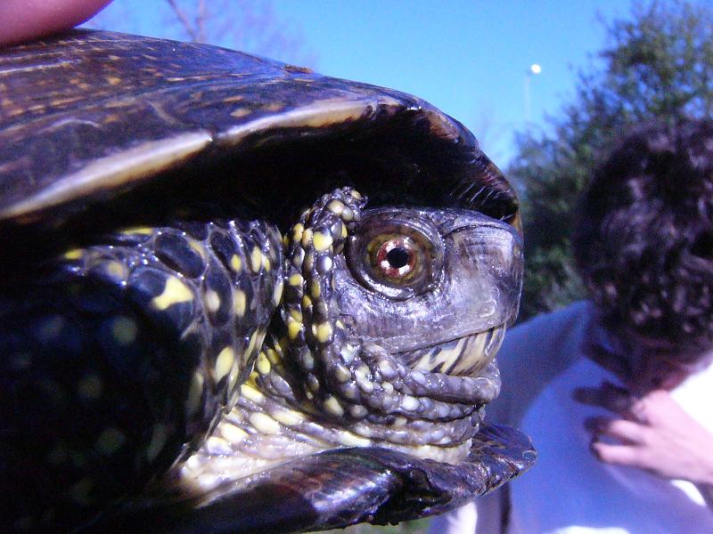 Emys orbicularis