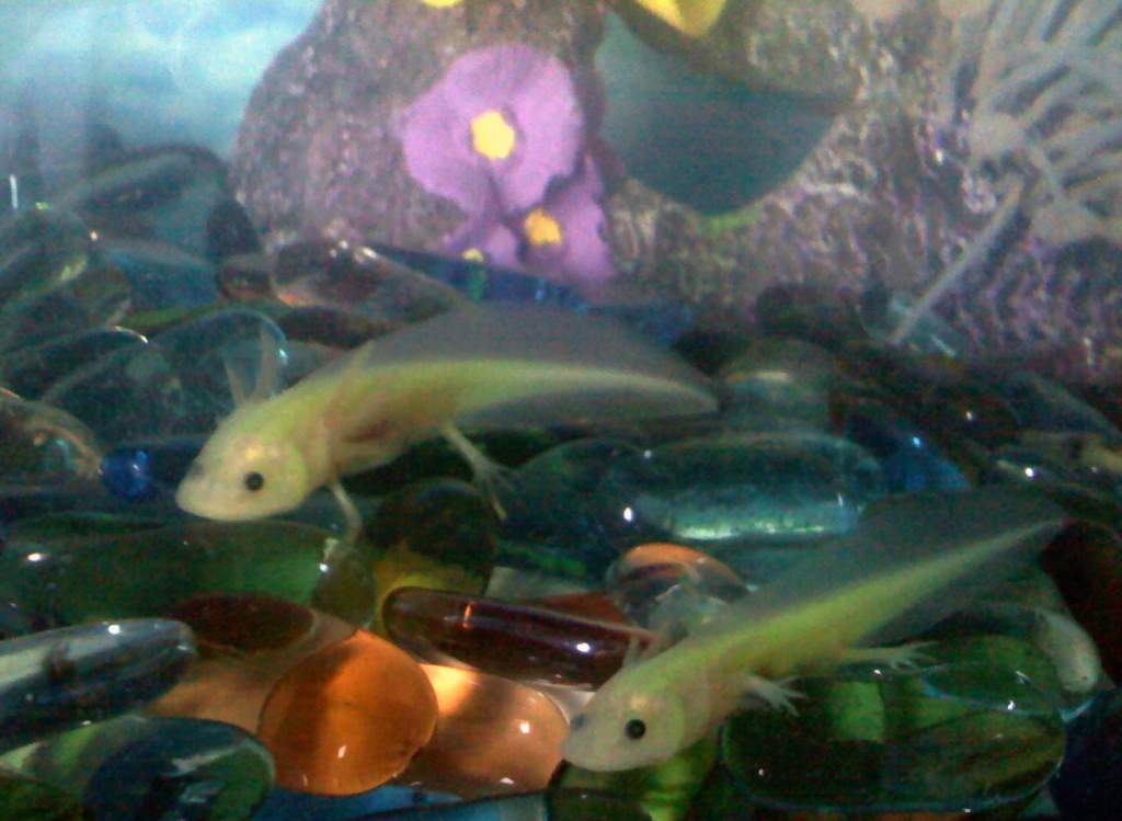 Ender is the slightly larger one on top and Bean is the smaller axie on the bottom right.