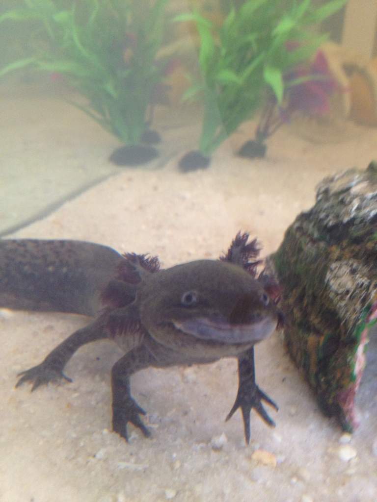 Enjoying life in her new 4ft (gravel-free ;)) tank!