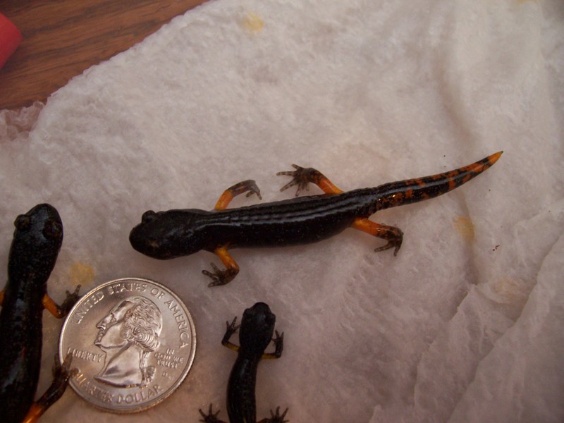 Ensatina from El Dorado County