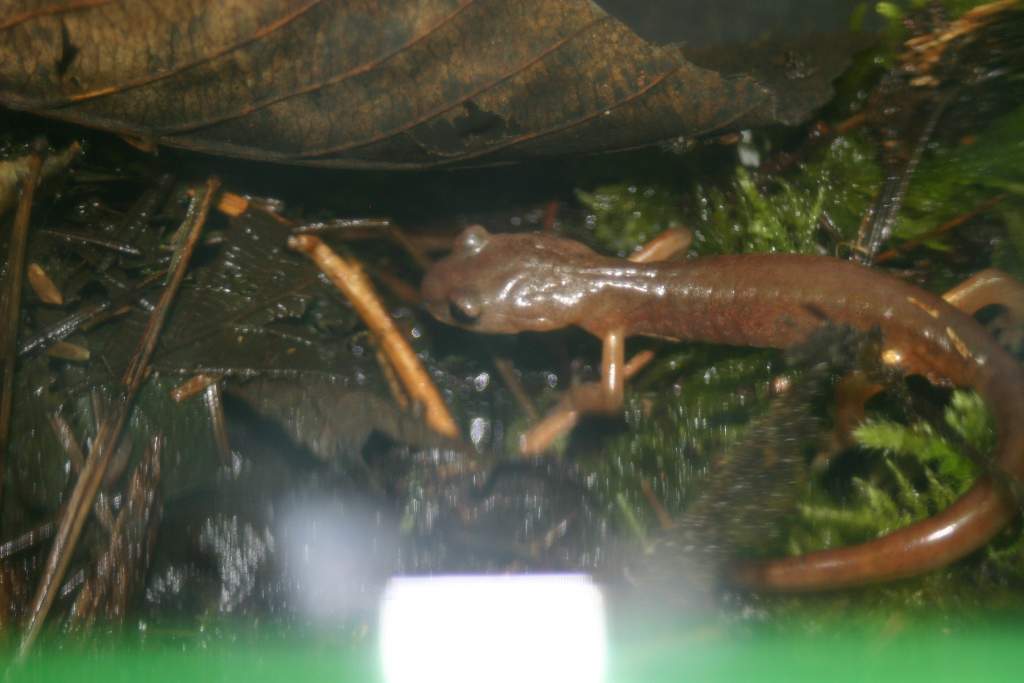 Ensatina hunting