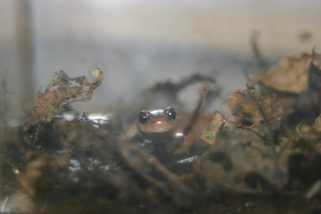 Ensatina oregonensis smiling for the camera