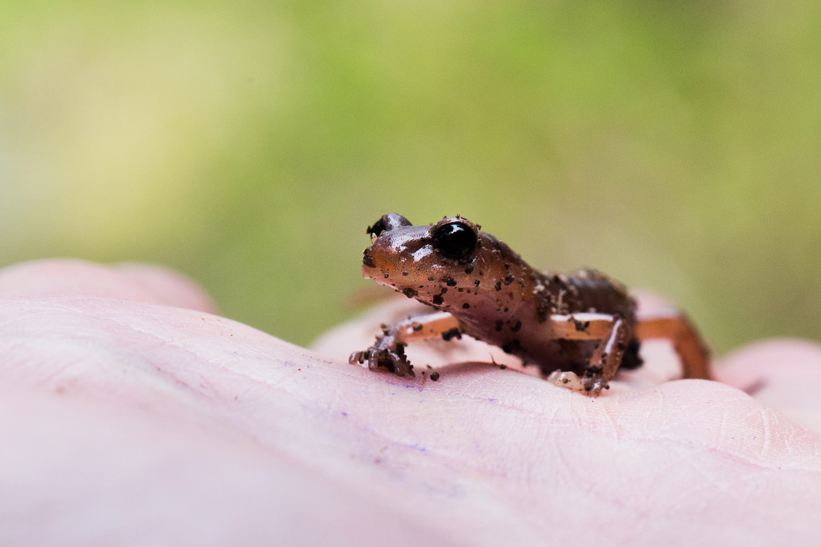 Ensatina Salamander in Coquitlam B.C. Canada