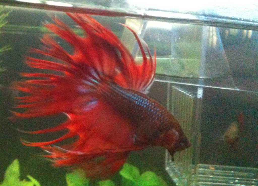 Entei the Crowntail Male Betta flaring at his girlfriend Flick :)