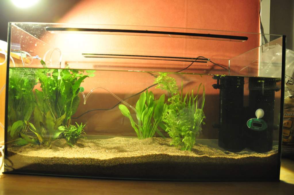 Entire Tank

It's 75x40x40 with a Fluval U3 filter.