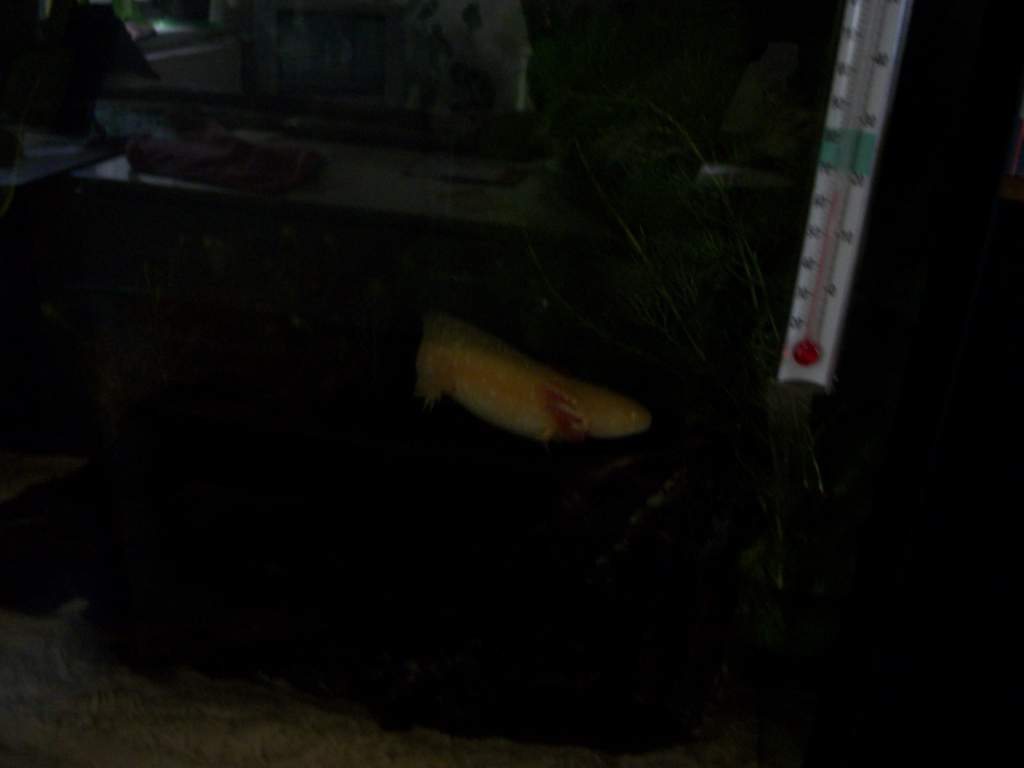 Eren on bogwood