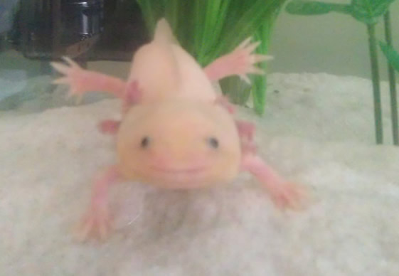 Eric, doing yoga