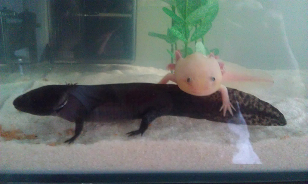 Ernie and Eric playing at right angles