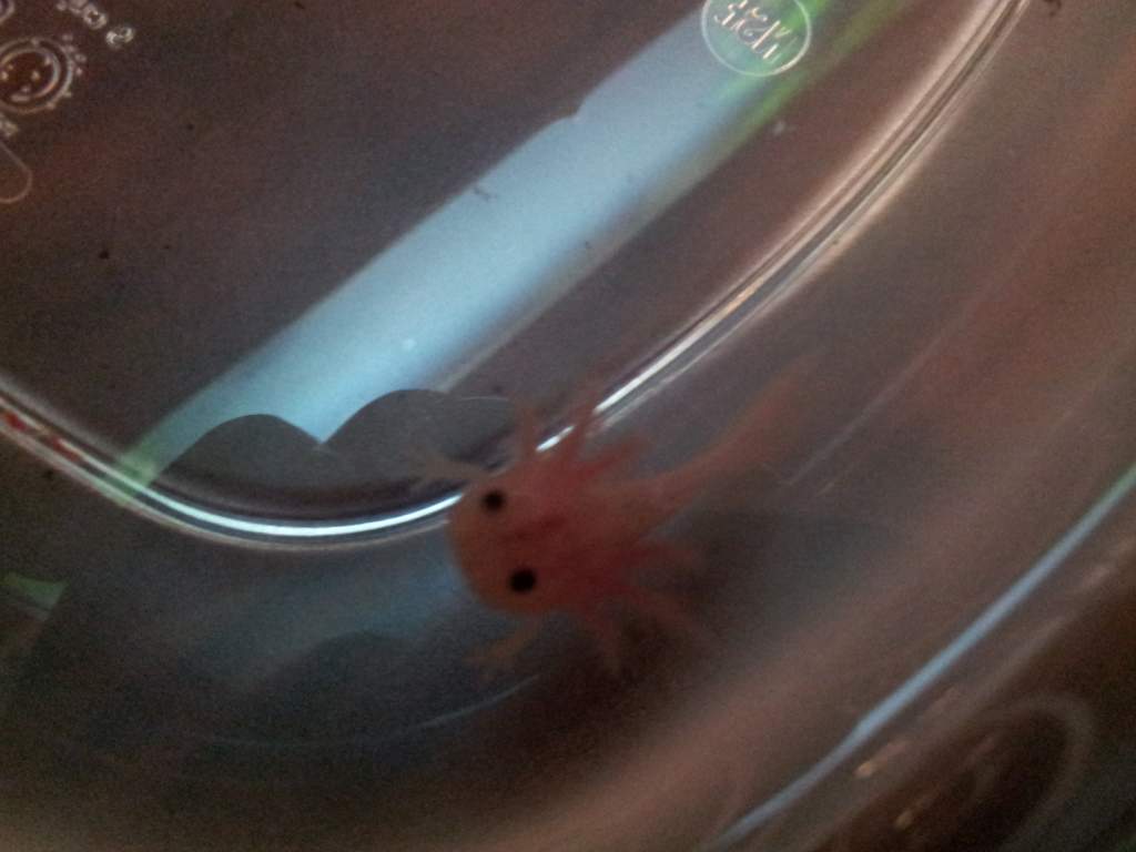 Espeon at 2 inches
