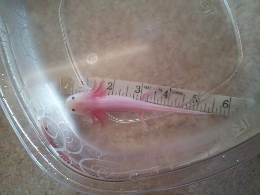 Espeon at 6 inches