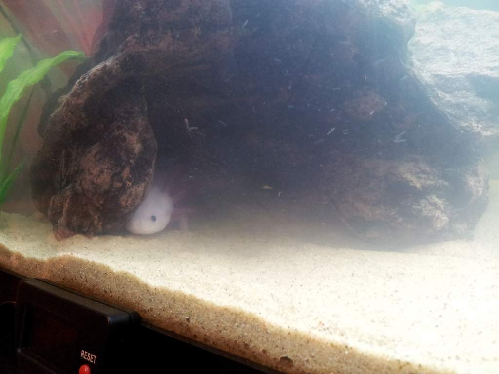 Espeon being shy
