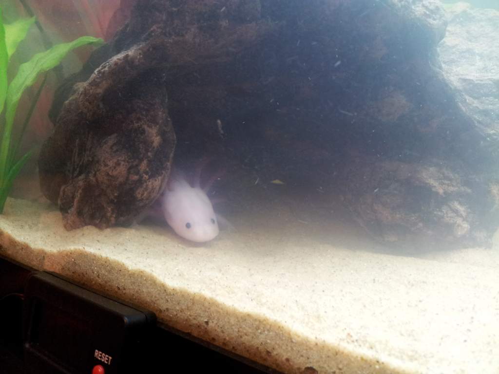 Espeon has claimed her cave