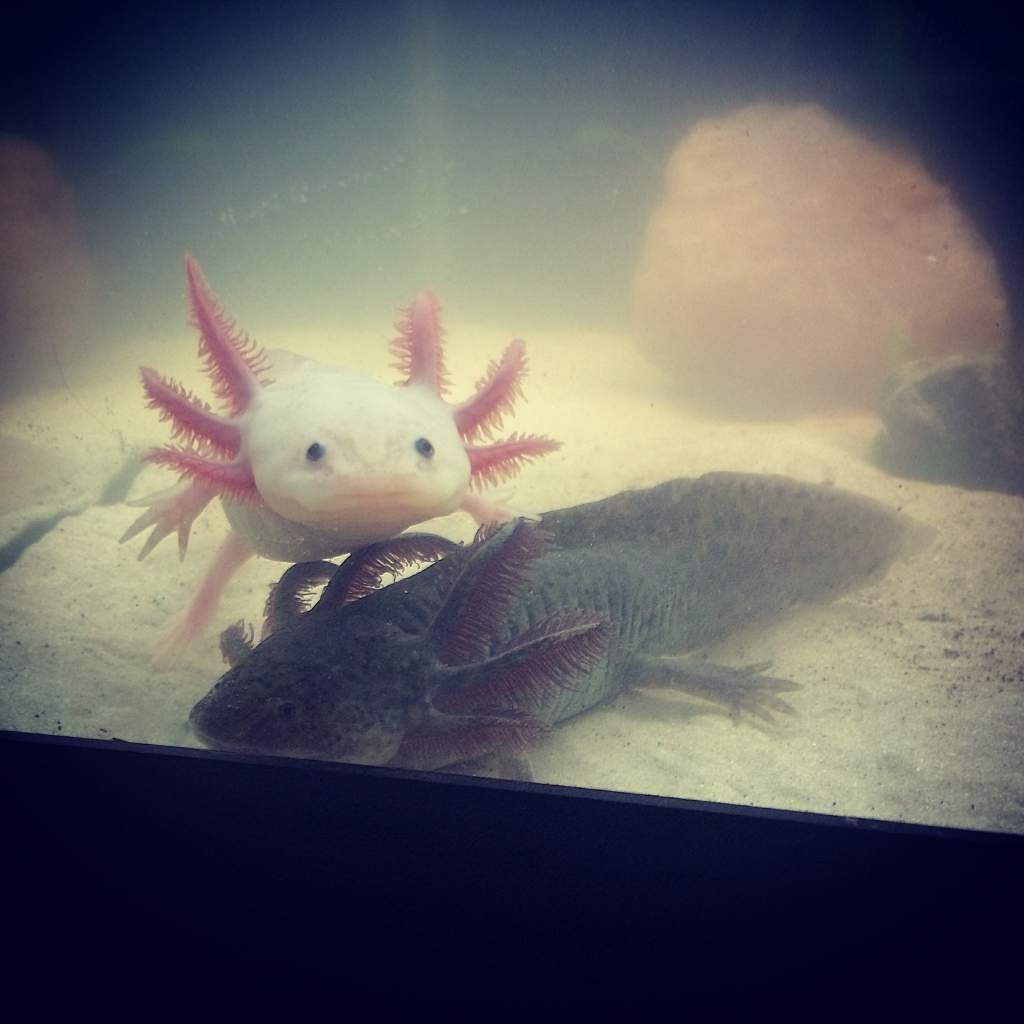 Estella and Pip