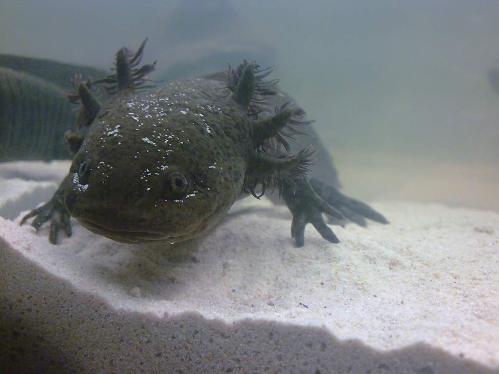 Ester again being as cute as ever. (still sandy faced)