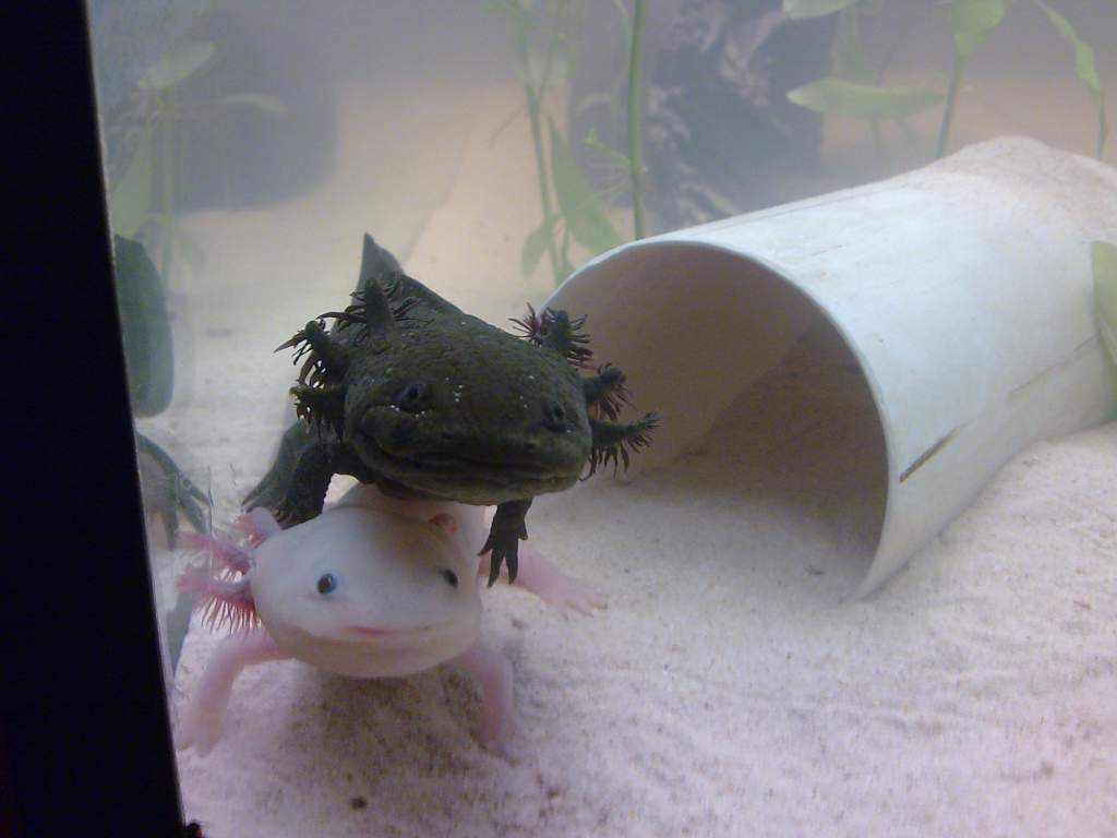 Esther and Frida hangin' out together! So glad they're not nipping each other or anything like that ^_^
