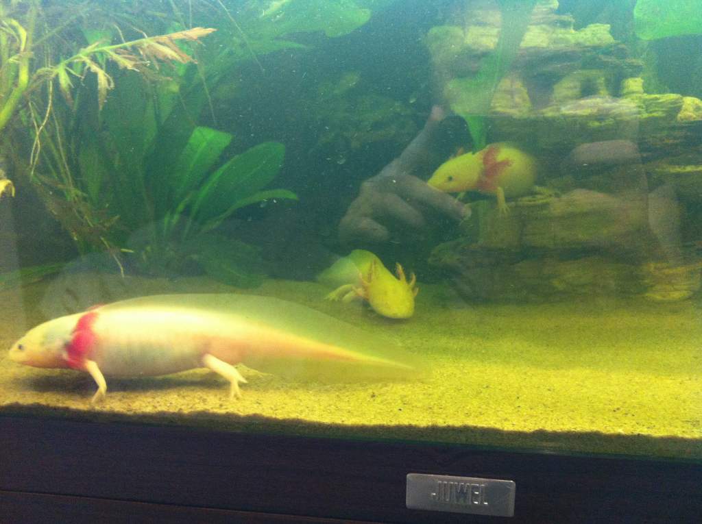 Euston, Salvator and Harold the golden albino