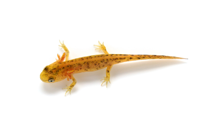 Eva Bockova   Triturus marmoratus Photo 2