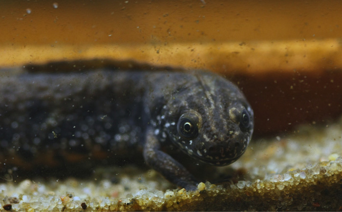 Evan Marx   Triturus dobrogicus
