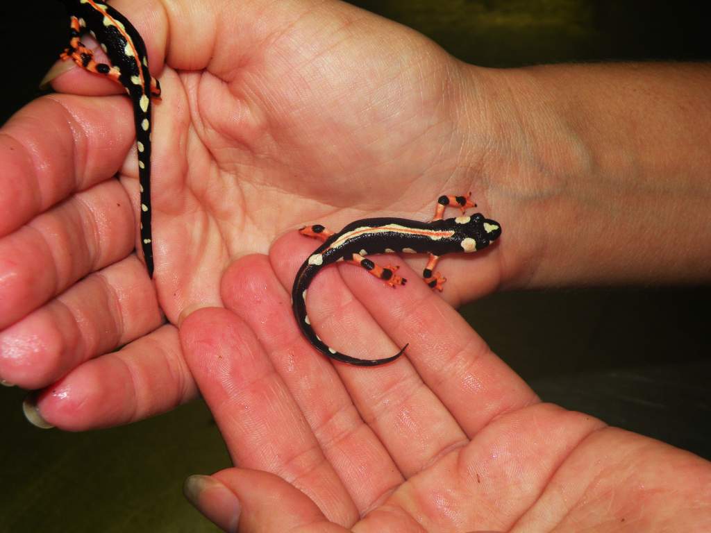 Everyone be assured, trained herp staff was handling the newts with all necessary precautions, and the newts were out a bare minimum of time, just eno