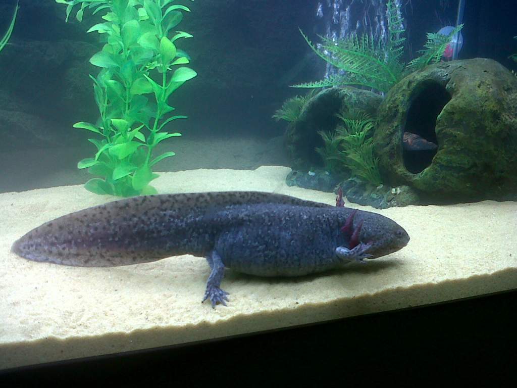 Evo Pacing Up And Down His Tank